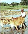 Bagladesh rural scene
