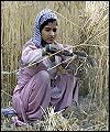 Indian women during harvest period