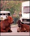 Indian cows on the streets, in India