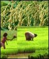 Indian rice field